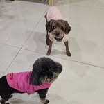 可可莎莎端端 - @coco.sasa.peter - Instagram