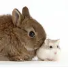 PETER_COCO - @bunny_hamster0 - TikTok