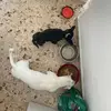 🐾Peter e Coco🐾 - @peter_coco21 - TikTok
