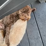Peter Coletta - @peter.coletta.562 - Instagram