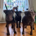 Peter Colley - @puddy_lane_patterdales - Instagram