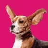 The Pet Collective - @thepetcollective - TikTok