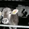 petercormann - @petercormann - TikTok