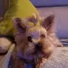 pedro caballero - @petercorredor - TikTok