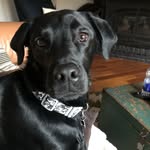 Peter Cotroneo - @jack_daniels_cotroneo - Instagram