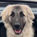 Peter Cotter - @notbetterthenanyoneelse - Instagram