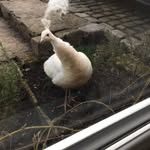 Peter Lionel Cottingham - @peter.lionel.357 - Instagram