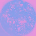 Peter Curry - @thelittlemusgrave - Instagram