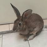 peter curry the rabbit 🐰 - @petercurry_ - Instagram