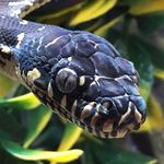 Peter Dahlberg - @pd.reptiles - Instagram