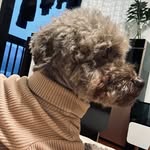 比德大王，王中之王 - @peter_daily_diary - Instagram