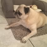 Peter Danis - @peterfh550 - Instagram