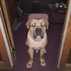 Peter DeLeon - @peter.deleon8 - TikTok