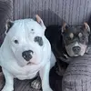 peterdeleon476 - @peterdeleon476 - TikTok