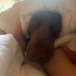 Peter Delfino - @tobymariochester - Instagram