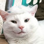 Peter DeLorenzo - @thehandsomemrprince - Instagram