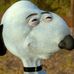 Peter DeLorenzo - Facebook