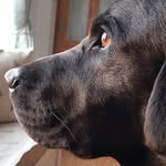 Peter Dexter - @jasper63899 - Instagram