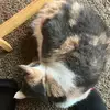 Pete & Diamond - @peteanddiamond - TikTok