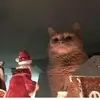 Peter Dimov - @petdimr - TikTok