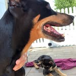 Peter DiNuovo - @peter_di_nuovo - Instagram