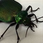 Peter Dowd - @peter.dowd.374 - Instagram