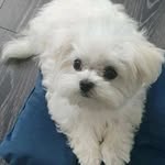 Peter Dowell - @petter_72 - Instagram
