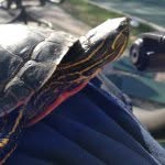 Peter Dunham - @petree1234 - Instagram