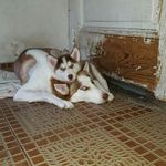 @peterduque.pd - Instagram