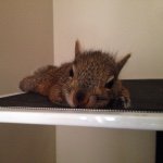 Peter Jerome Dwight - @pj_thesquirrel - Instagram