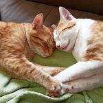 Peter & Eddy ♥️ - @supergingercatbros - Instagram
