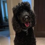 Peter Enright - @peter.enright.1238 - Instagram