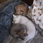 Peter van Ettinger - @pcpoet54 - Instagram