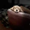 peterfracchioni - @jpeter.fracchioni - TikTok