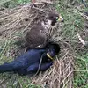 Peter Falke - @peter.falke - TikTok