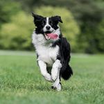 Peter Fehr - @peterfehr90 - Instagram