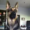 Peter Feierabend - @peterfeierabend - TikTok
