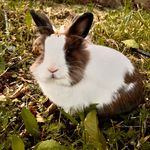 Peter feldman - @peterf_therabbit - Instagram