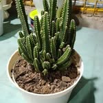 Peter Ferrera - @ferrerapeter - Instagram