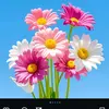 Peterflower12 - @peterflower12 - TikTok