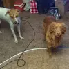 Peter Fogg - @peter.fogg - TikTok