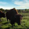 peterfranklin777 - @peterfranklin777 - TikTok