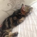 Peter Galbraith - @frankietilly - Instagram