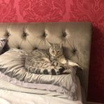 Peter gallant - @gallant5594 - Instagram