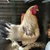 A2nPeternak Ayam di Garasi - @peternakgarasia2n - TikTok