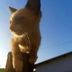 peter 🐱 - @_peter.gatinho - Instagram