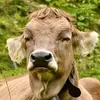 Peter Gadient - @peter.gadient - TikTok