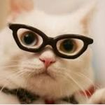 gatto peter - @ilgattodipeter - Instagram