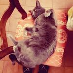 peter gatto - @gattopeter29 - Instagram