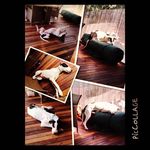 Peter Gaul - @petergaul999 - Instagram